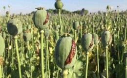 قوه قضاییه: کشت خشخاش جرم است