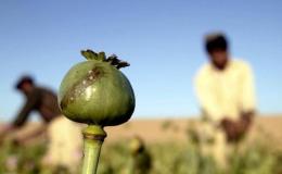 هشدار استاندار بوشهر به فرمانداران درباره کشت خشخاش