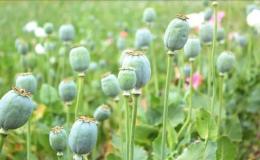 افزایش نظارت&zwnj;ها برای ممنوعیت کشت خشخاش و شاهدانه در کرمانشاه