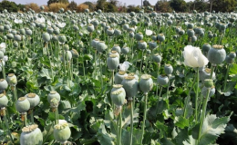 اجاره دادن زمین برای کشت گیاهان ممنوعه جرم است