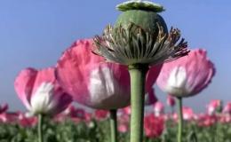 کشت &laquo;شقایق الیفرا&raquo; در ایران برای تامین دارو