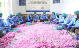 کشت بدیل خشخاش؛ سازمان ملل متحد زعفران و گل محمدی را ترویج می&zwnj;کند