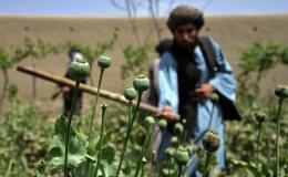 کشت موادمخدر در افغانستان به قاچاق آن در منطقه افزوده است