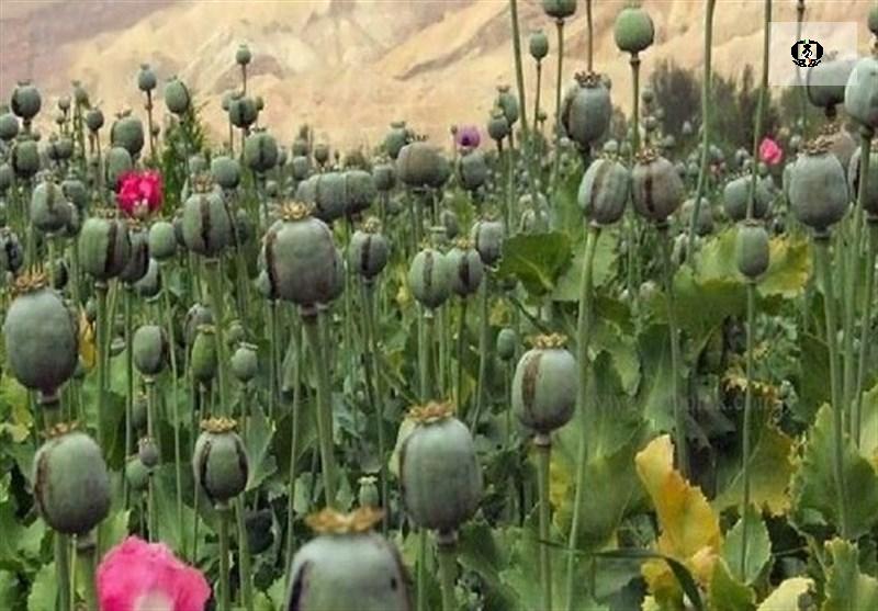 امحای ۱۵ هزار هکتار کشت گیاهان ممنوعه در لرستان/ کشت&zwnj; در مناطق صعب&zwnj;العبور!