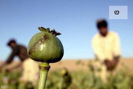هشدار استاندار بوشهر به فرمانداران درباره کشت خشخاش