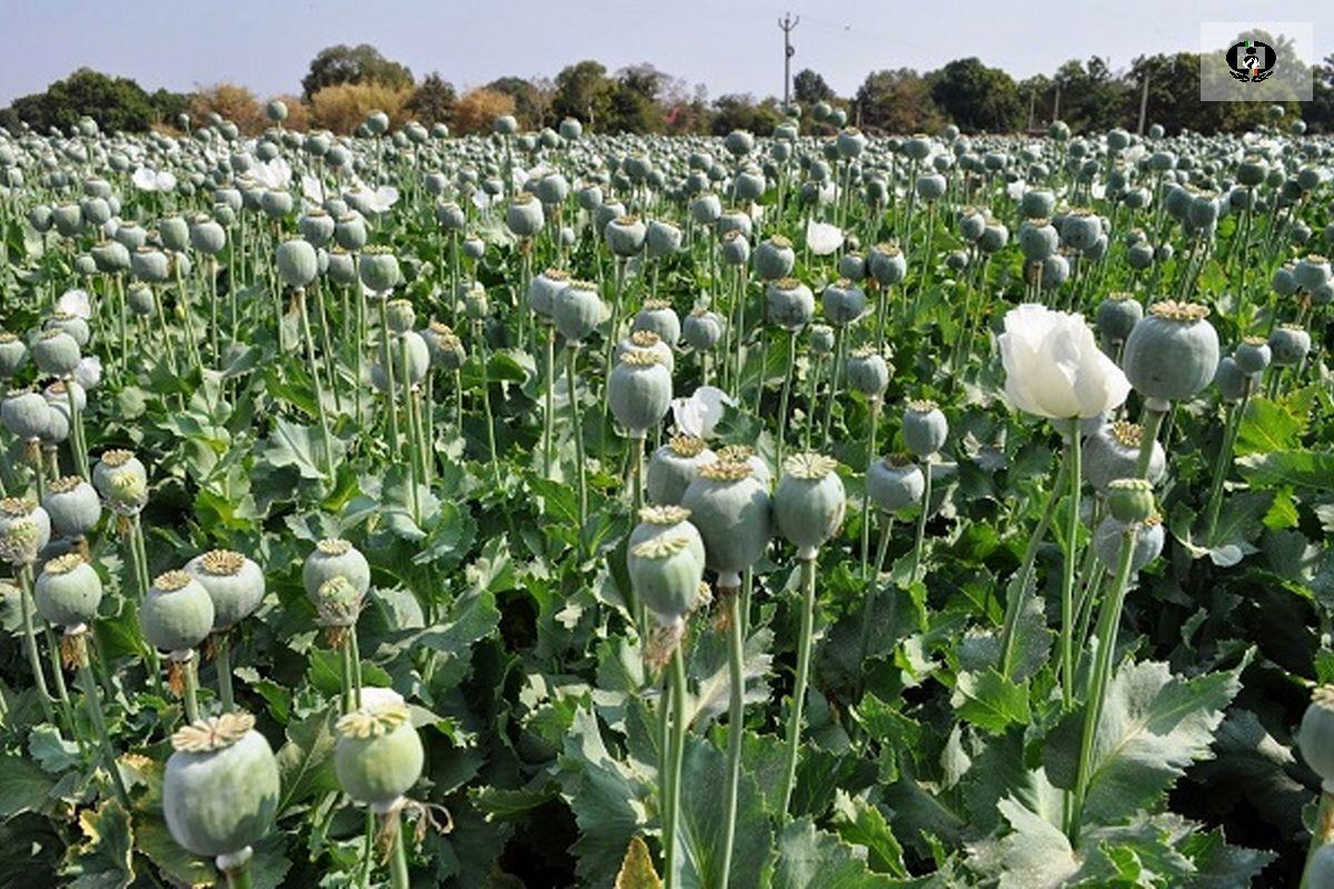 سیاه&zwnj;نمایی در رابطه با کشت خشخاش در استان کرمانشاه / دهیاران و اعضای شورا باید کشت گیاهان ممنوعه را گزارش دهند