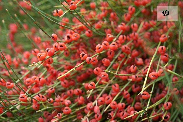 از &laquo;اِفِدرا&raquo; چه می&zwnj;دانید؟