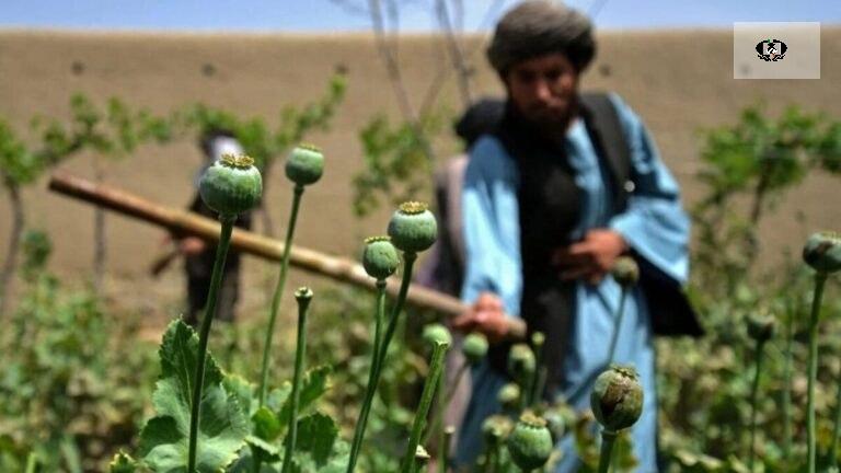 مسکو: فعالیت کارگاه&zwnj;های مواد مخدر صنعتی در افغانستان رو به گسترش است