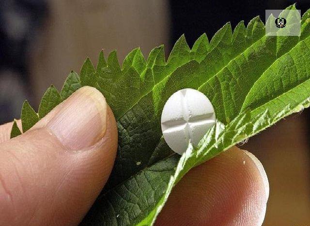 تولید محصول دانش&zwnj;بنیان ترک اعتیاد در پژوهشکده گیاهان دارویی جهاد دانشگاهی