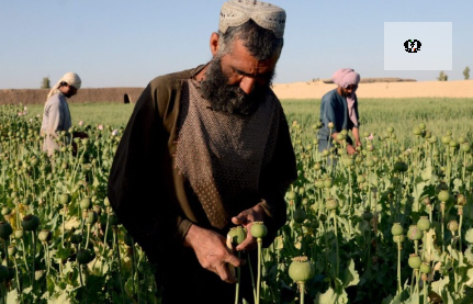 استقبال طالبان از سخنان دبیر شورای امنیت ملی روسیه درباره&nbsp;مبارزه با&nbsp;موادمخدر&nbsp;در افغانستان